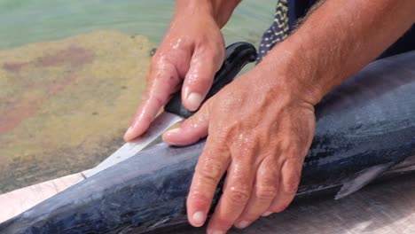 Fisherman-slicing-open-freshly-caught-tropical-Wahoo-fish-outside-on-jetty-in-Caribbean,-close-up-panning-right