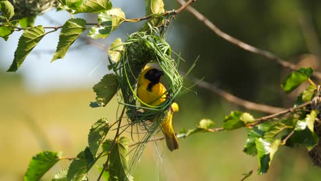 Southern-Masked-Weaver-yellow-bird-building-grass-blades-nest-in-tree,-close-up