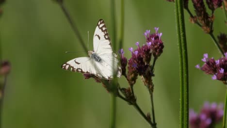Beautiful-Brown-veined-White-butterfly-settles-on-a-Tall-Verbena-plant