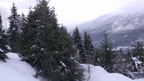 Winter-Snow-Covering-Tall-Pine-Trees-Of-A-Lush-Valley-In-Canada---Wide-Shot