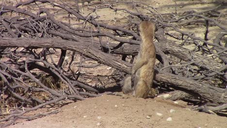 Cute-and-curious-African-Meerkat-looks-around-on-breezy-Kalahari-day