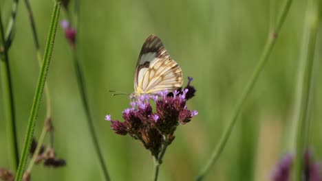Braungeäderter-Weißer-Schmetterling-Ernährt-Sich-Von-Kleinen-Blüten,-Ein-Anderer-Fliegt-Durch-Den-Vordergrund,-Makro