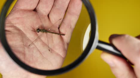 Male-person-looking-through-magnifier-at-dragonfly-larva-animal-lying-on-hand