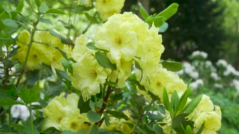 Kleine-Gelbe-Blumennahaufnahme-Vom-Japanischen-Garten