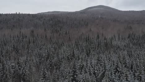 Tiefflug-über-Schneebedeckte-Evergreens-Mit-Bewölktem-Himmel-Aus-Der-Luft