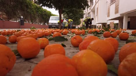 Workers-collect-bitter-oranges-on-ground,-Tilt-Down