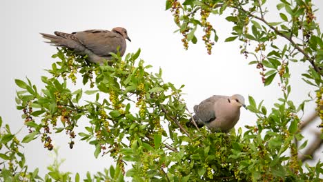 A-pair-of-lovely,-alluring-Ring-Necked-Doves-nestled-into-a-Searsia-Pyroides-tree,-backlit-by-a-grey-sky