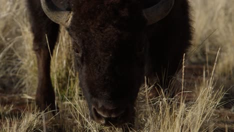 bison-closeup-grazing-in-long-grass-super-slow-motion