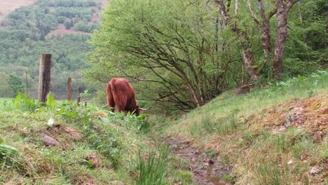 Clip-of-a-highland-cow-grazing-peacefully
