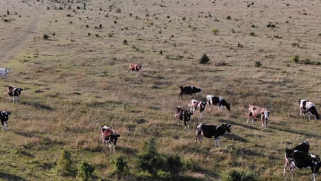 Luftaufnahmen-Von-Unterernährten-Kühen-Auf-Einem-Bauernhof