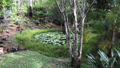 Australisches-Billabong-teichwasserloch-Mit-Lillypads-Und-Lila-Blumen