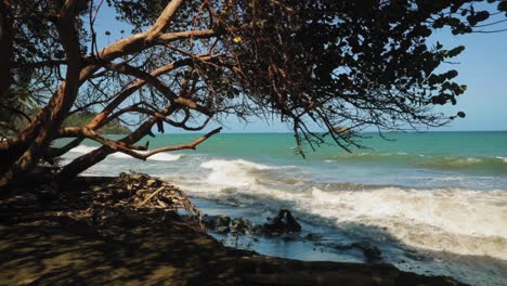 Beautiful-blue-ocean-beach-with-red-trees-in-Tobago,-West-Indies