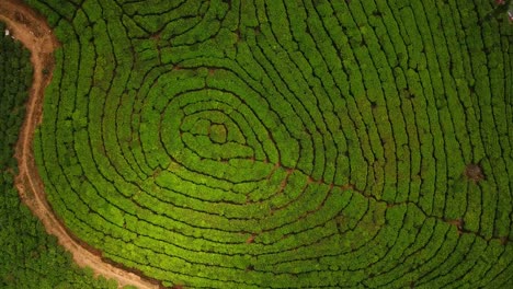 Green-Tea-plantation-in-highlands-of-India-in-Munnar-hills-as-a-rural-job-for-labor-women-workers-harvest-this-agriculture-product-in-birds-eye-aerial-view