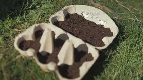 Karottensamen-In-Mit-Kompost-Gefüllten-Eierkartons-Gepflanzt