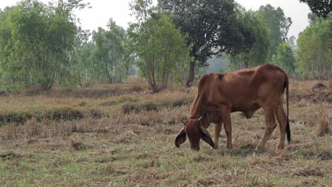 Una-Vaca-Marrón-Alimentándose-De-La-Hierba-En-El-Campo-En-Tailandia---Tiro-Estático