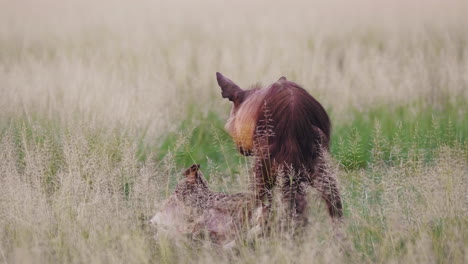 Brown-Hyena-chews-on-carcass-in-Central-Kalahari-Desert