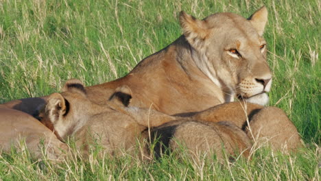 Mother-Lioness-Suckling-Her-Cubs,-Lion-Pride,-Savuti,-Botswana