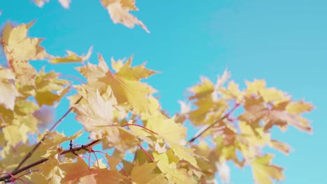 Baum-Mit-Gelben-Blättern-Im-Herbst,-Eindrücken