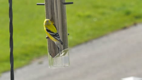 American-goldfinch-hanging-upside-down-to-eat-thistles-from-a-bird-feeder