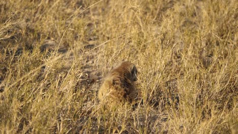 Wild-meerkat-walking-in-golden-grass,-stops-to-scratch-an-itch,-Botswana