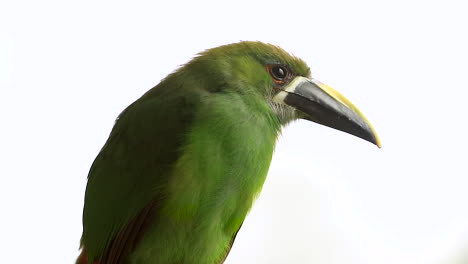 Emerald-toucanet-close-up.-White-background.-Aulacorhynchus-prasinus