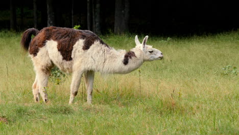 Llama-grazes-on-grass-in-a-pasture-then-raises-its-head-while-chewing-on-grass