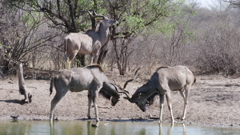Zwei-Junge-Größere-Kudu-Bullen-Verriegeln-Spielerisch-Die-Hörner,-Während-Sie-Kämpfen