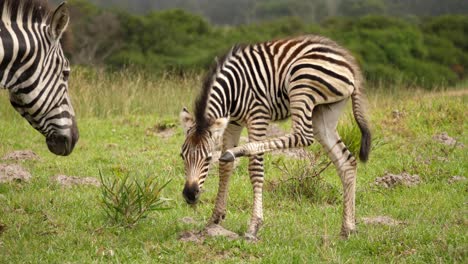 Baby-zebra-and-mother-cuddling-in-Addo-Elephant-National-park-on-grass,-day