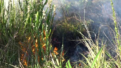 Fire-and-smoke-burning-grass-and-bush-of-the-field-in-Uruguay,-South-America,-close-up