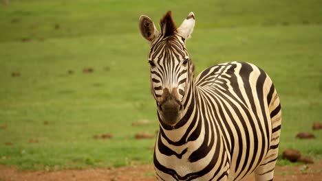 Zebra,-looking-at-camera,-standing-and-wagging-its-tail