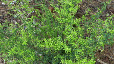 Mint-Bush-From-Above,-PAN-RIGHT