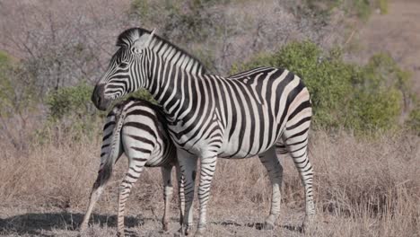 Zebra-foal-suckling-from-mother