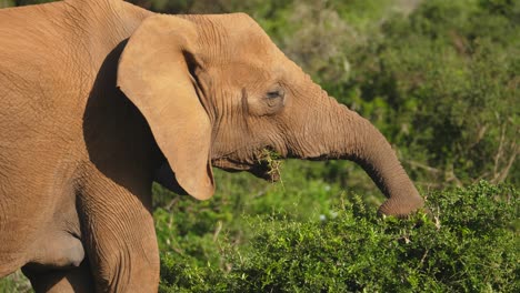 Female-elephant-feeding-on-natural-vegetation-in-Africa-using-trunk,-extreme-close-up