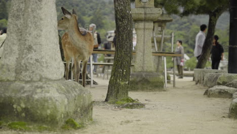 Ein-Einsamer-Hirsch,-Der-Neben-Einer-Steinstatue-Auf-Der-Insel-Itsukushima,-Miyajima,-Japan-Steht,-Mit-Touristen,-Die-Im-Hintergrund-Verschwommen-Sind