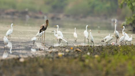 On-a-late-evening-a-big-flock-of-Egrets-little,-median-and-large-feed-on-the-river-joined-by-a-sub-adult-painted-stork-as-the-water-flows-by-in-the-river-in-India