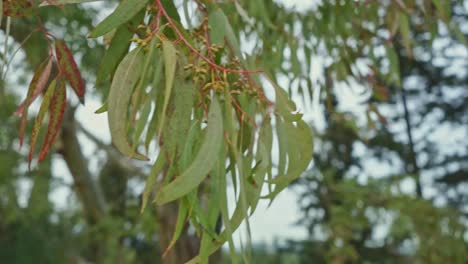 Close-up-footage-of-dry-Eucalyptus-leaves-blowing-in-the-wind,-winter-time