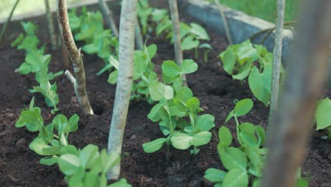 Lush-green-pea-sprouts-in-raised-garden-bed