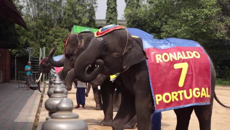 Elefantenshow-Im-Samphran-Elephant-Ground-Und-Zoo-In-Der-Nähe-Von-Bangkok