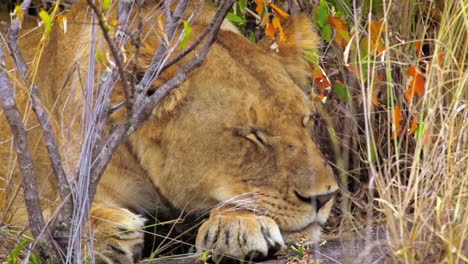 portrait-footage-of-lioness-resting-in-wild