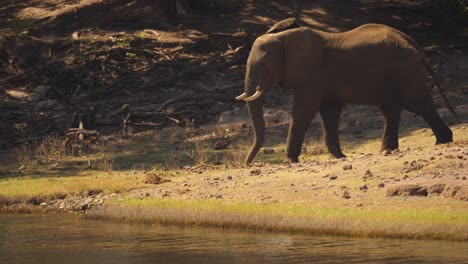 One-African-elephant-bull-walks-toward-the-edge-of-the-Chobe-River