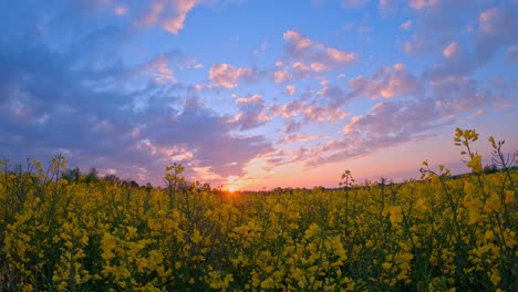 Timelapse-of-a-pink-clouded-sunset-over-a-large-blooming-rapeseed-field-at-springtime