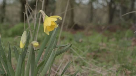 Single-group-of-yellow-daffodils-growing-wild-in-woodland-medium-shot