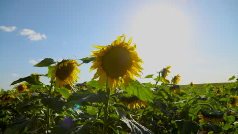 Sonnenblumennahaufnahme-An-Einem-Sonnigen-Und-Windigen-Tag-In-Zeitlupe