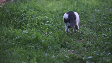 Kleines-Schwarz-weißes-Kätzchen,-Das-Spielerisch-Auf-Marmeladenkatze-Zuspringt,-Andere-Katze-Ignoriert-Zeitlupe