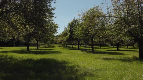 Ein-Schöner-Grüner-Sonniger-Obstgarten-Mit-Rosa-Apfelblütenbäumen-In-Somerset