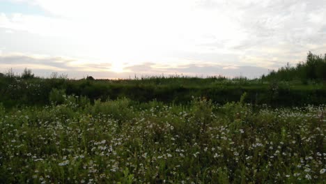weeds-growing-in-the-dutch-polder