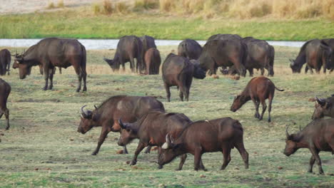 Beautiful-African-Buffalos-grazing-the-open-grass-plains-of-Namibia-by-the-Chobe-river---close-up-pan
