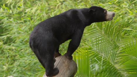 sun-bear-sniffing-for-food-sources