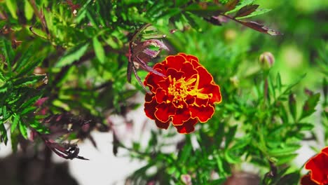Marigolds-has-a-beautiful-vivid-orange-colour-that-will-brighten-your-garden