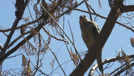 Fiji-Goshawk,-predator-bird-perched-on-branch-looking-around-in-wooded-habitat